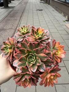 Ramdis Aeonium Sweet Tea
