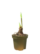 Translation missing: lt.sections.featured_product.gallery_thumbnail_alt