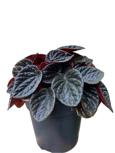 Peperomia Choclat