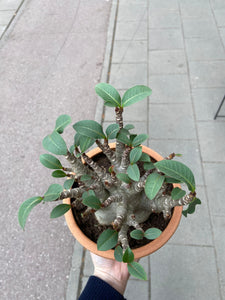 Adenium arabicum