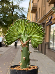 Euphorbia Lactea cristata