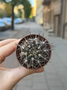 Gymnocalycium Stellatum