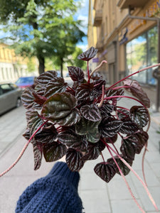 Peperomia Rood