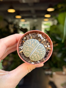 Lithops midi mix