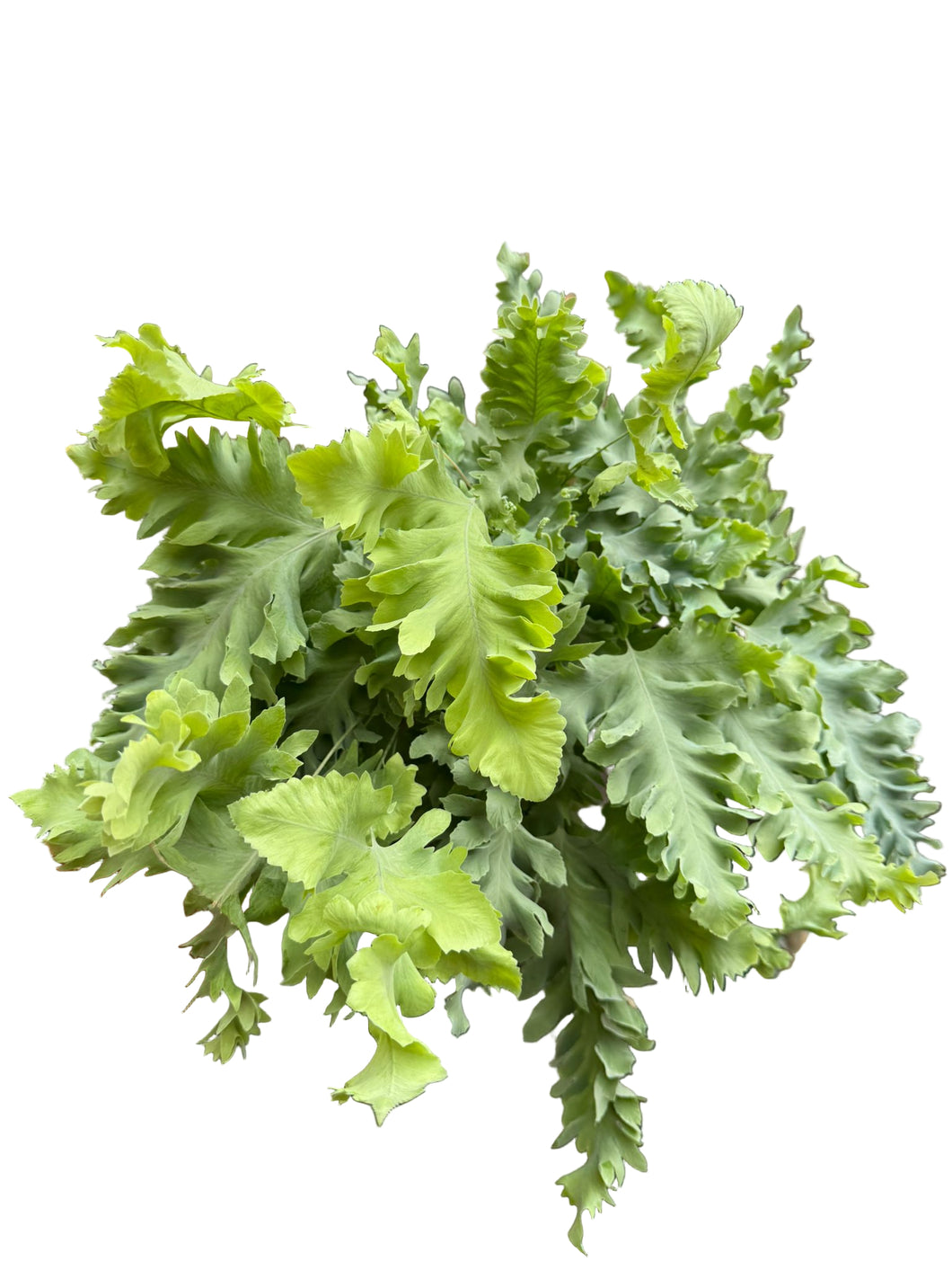 The gift of Phlebodium aureum