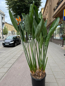 Strelitzia Reginae 180cm