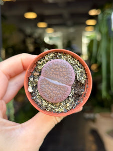 Lithops midi mix
