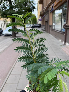 Tamarindus Indica