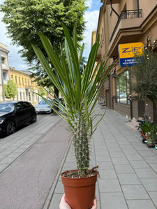 Pachypodium Gaeyi Tall Fatty