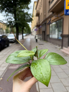 Vaškuolė Hoya Latifolia Borneo