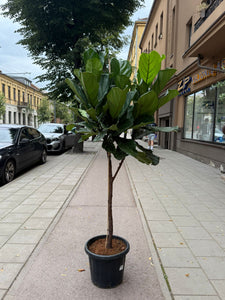 Ficus Lyrata 210cm