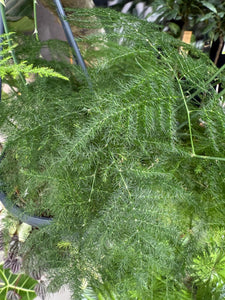 Asparagus Sataceus