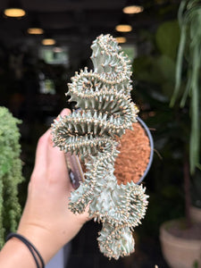 Euphorbia Lactea cristata