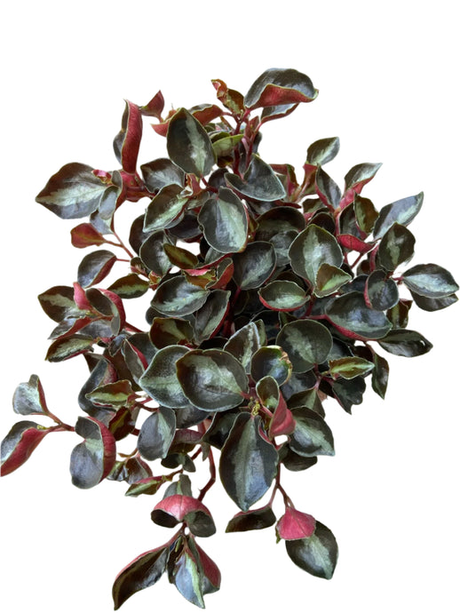 Peperomia Columbiana Metallica