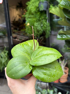 Vaškuolė Hoya Latifolia Borneo