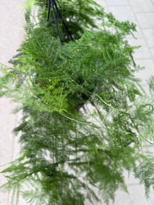 Asparagus Sataceus