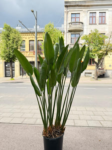 Strelitzia Reginae 180cm
