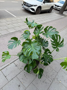 Monstera deliciosa