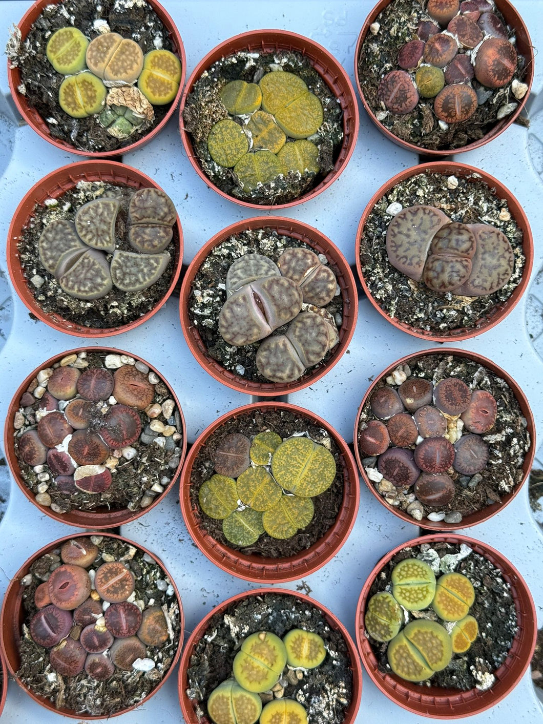 Lithops 5.5cm