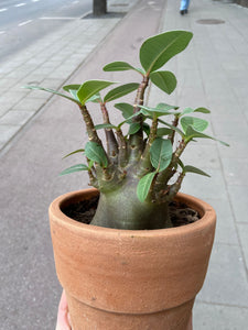 Aenium arabicum