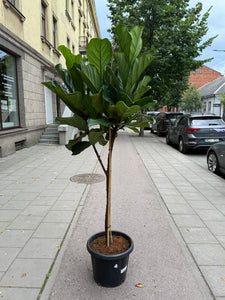 Ficus Lyrata 210cm