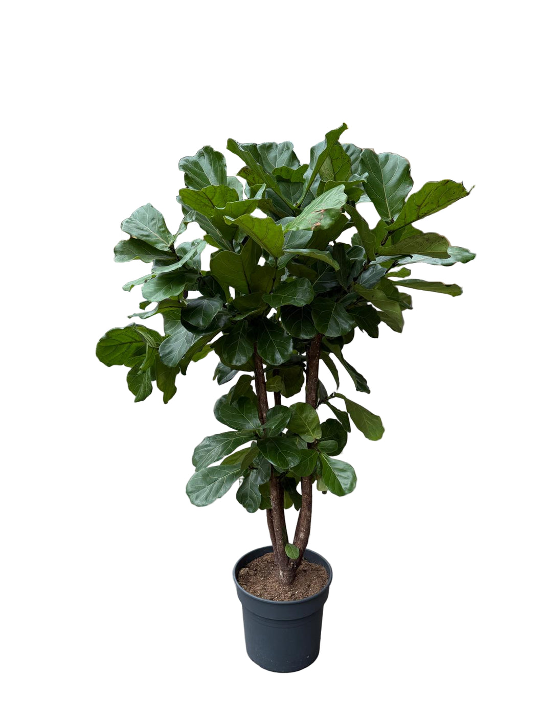 Lyralapis ficus Ficus Lyrata 34|160cm