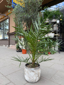 Phoenix Canariensis