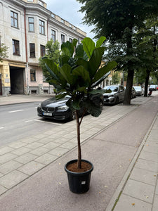 Ficus Lyrata 210cm