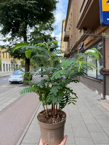 Tamarindus Indica