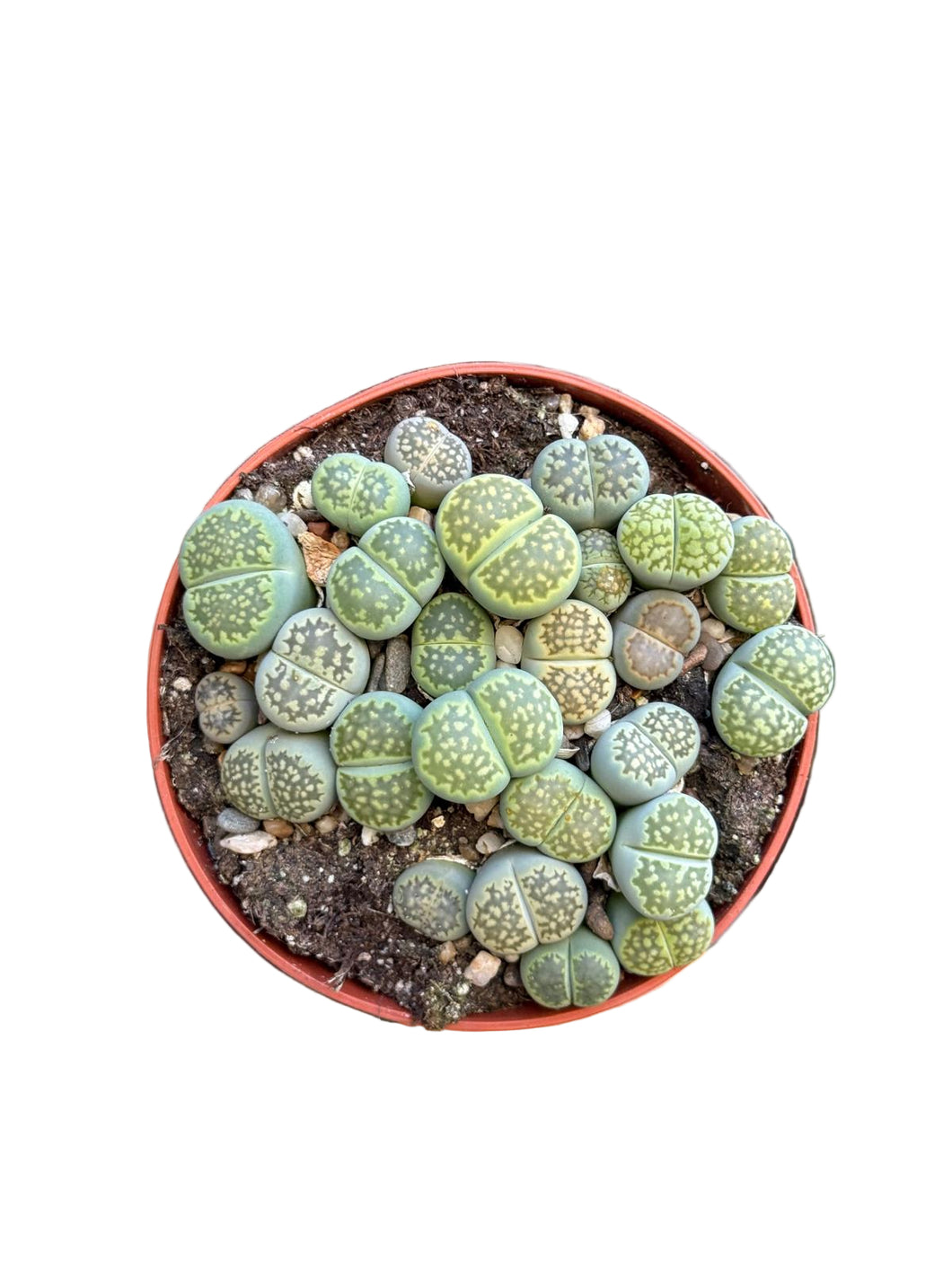 Lithops living stones