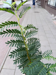 Tamarindus Indica