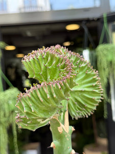 Euphorbia Lactea cristata