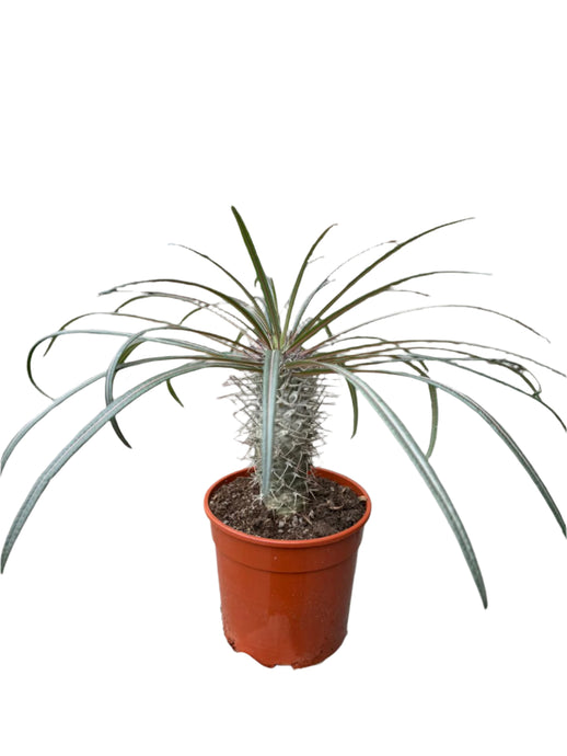 Pachypodium Gaeyi Tall Fatty