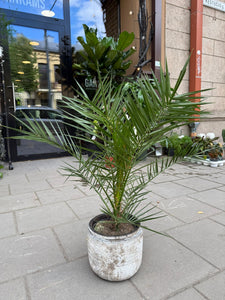 Phoenix Canariensis