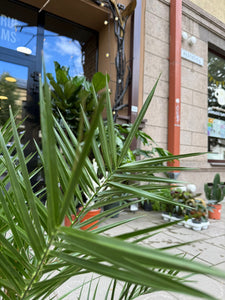 Phoenix Canariensis