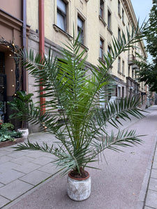 Phoenix Canariensis