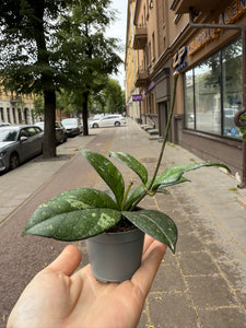 Hoya Callistophylla 6cm