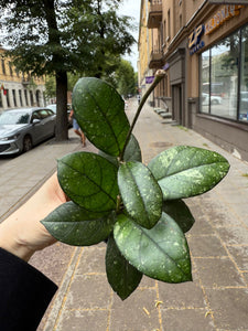 Hoya Callistophylla 6cm