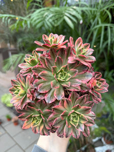 Ramdis Aeonium Sweet Tea