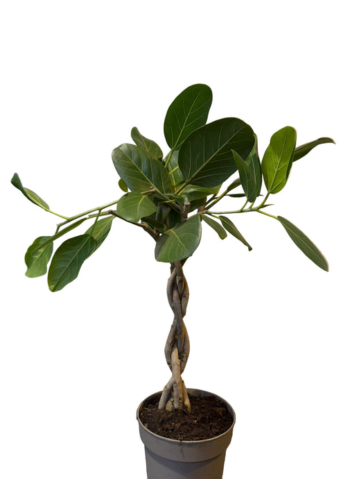 Ficus petite Audrey Ficus little Audrey