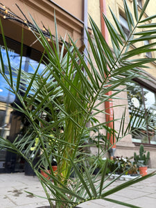 Phoenix Canariensis