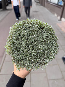 Precious Earth "Gandalf" dekoratyvinė samana