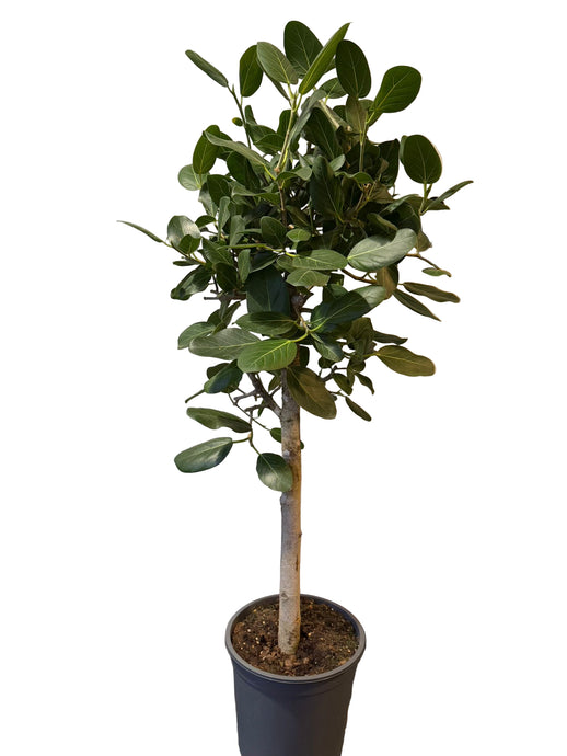 Ficus petite Audrey Ficus little Audrey