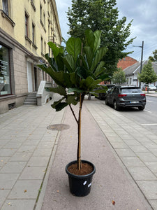 Ficus Lyrata 210cm
