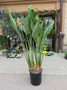 Strelitzia Reginae 180cm