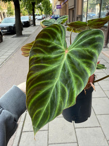 Filodendras Philodendron verrucosum Incensi