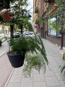 Asparagus Sataceus