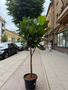 Ficus Lyrata 210cm