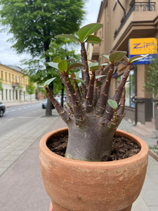 Adenium arabicum