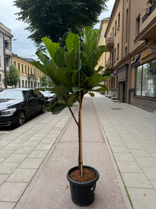 Ficus Lyrata 210cm